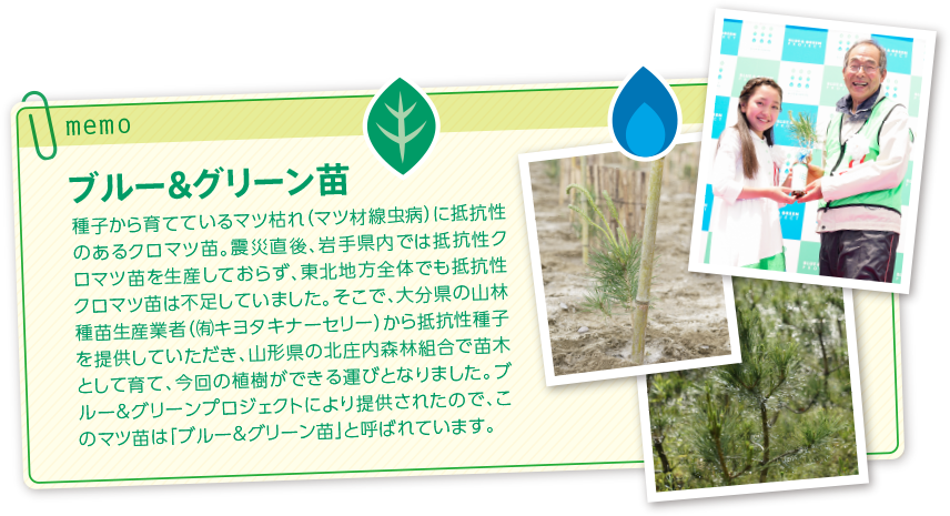 ブルー&グリーン苗種子から育てているマツ枯れ（マツ材線虫病）に抵抗性のあるクロマツ苗。震災直後、岩手県内では抵抗性クロマツ苗を生産しておらず、東北地方全体でも抵抗性クロマツ苗は不足していました。そこで、大分県の山林種苗生産業者（㈲キヨタキナーセリー）から抵抗性種子を提供していただき、山形県の北庄内森林組合で苗木として育て、今回の植樹ができる運びとなりました。ブルー＆グリーンプロジェクトにより提供されたので、このマツ苗は「ブルー＆グリーン苗」と呼ばれています。