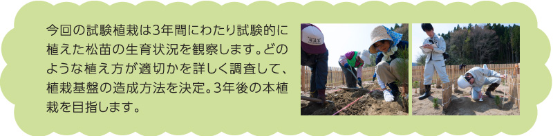 今回の試験植栽は３年間にわたり試験的に植えた松苗の生育状況を観察します。どのような植え方が適切かを詳しく調査して、植栽基盤の造成方法を決定。3年後の本植栽を目指します。